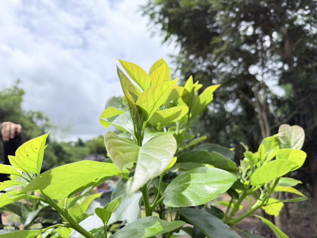 ศูนย์ฯ ติดตามประเด็นท้าทายของศูนย์ปฏิบัติการแปลงอะโวคาโดพันธุ์ดี ณ ตำบลเลยวังไสย์ อำเภอภูหลวง จังหวัดเลย