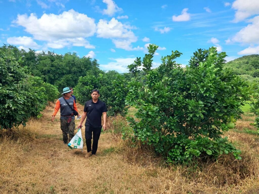 ศูนย์ฯ ติดตามแปลงมะม่วงมหาชนกของเกษตรกรอำเภอท่าลี่ จังหวัดเลยแปลงมะม่วงมหาชนกของนายบุญโฮม จันทาตีด บ้านขอนแก่น หมู่ที่ 4 ตำบลหนองผือ อำเภอท่าลี่ จังหวัดเลย